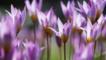 Purple tulip flowers