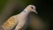 Profile of a turtle dove