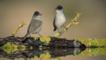 Two male blackcaps perching on log