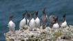 Colony of guillemots on cliff-top watching gull close overhead