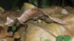 Satanic leaf-tailed gecko on forest floor