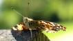Painted lady butterfly resting on stone wall