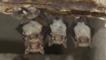 Greater mouse-eared bat and Natterer's bat roosting