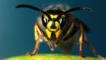 Head-on view of the common wasp