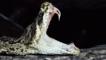 Eastern diamondback rattlesnake with mouth open showing fangs 