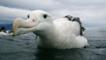 Wandering albatross in the water