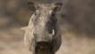 A portrait of a warthog