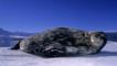 Weddell seal lying on the ice