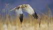 Marsh Harrier in flight over reed bed