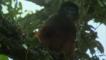 Western red colobus sitting in the branches of a tree