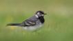 Pied wagtail in snow