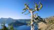 Whitebark pine by a lake