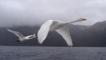 A pair of whooper swans in flight through fog over water