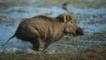 An Indian wild boar running