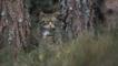 Wildcat stalking on edge of a pine forest