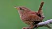 Adult male wren singing from lichen-covered perch