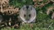 Wood mouse on woodland floor
