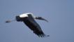American wood ibis in flight