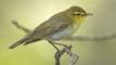 Profile of a wood warbler perched on a branch
