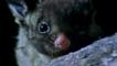 Close-up of a yellow-bellied glider at night