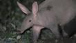 Aardvark walking at night