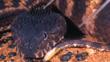 The head of a Pilbara death adder