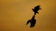 A pair of white-tailed sea eagles performing aerial courtship display at sunset