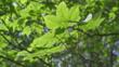 Sunlight on sycamore tree leaves