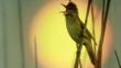 Great reed warbler singing with sun behind it