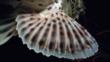 The pectoral fin of a spotted scorpionfish
