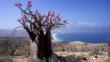 Desert rose on top of a cliff