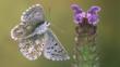 Adonis blue butterfly in flight