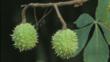 The fruit of a horse chestnut tree