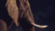 Head of a African bush elephant