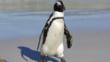 African penguin walking along the beach