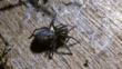 A female black lace-weaver spider
