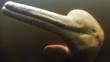 Close-up of a Amazon river dolphin's head
