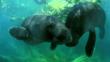 Pair of Amazonian manatees