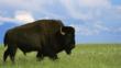 An American bison bull