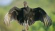 Black vulture with its wings stretched out perched in the sun