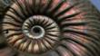 Fossilized ammonite
