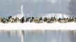 Whooper swan and mallard ducks on the edge of a lake