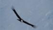Young Andean condor in soaring flight