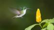 Andean hillstar hummingbird perched on branch
