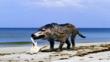 Andrewsarchus walking along a beach
