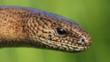 Close-up of a slow worm's head