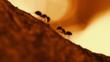 Two ants head to head on a tree trunk