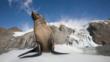 A fur seal in the snow