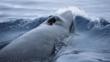 Antarctic minke whale surfacing in Antarctic waters