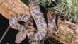 Spotted python wound around the branches of a tree at night